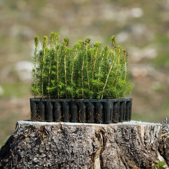 Spruce seedlings. Granplantor.