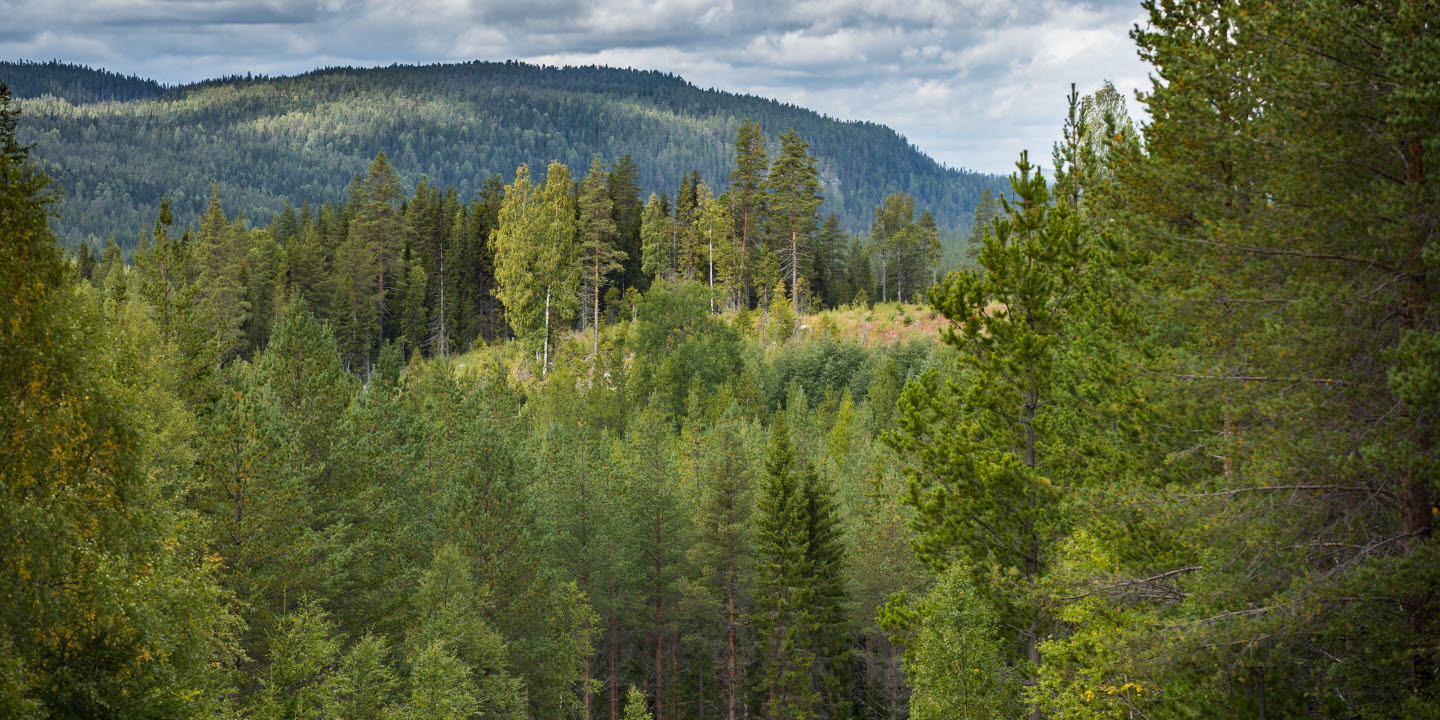 Skogsvy mot avverkat område, forest with a felling area
