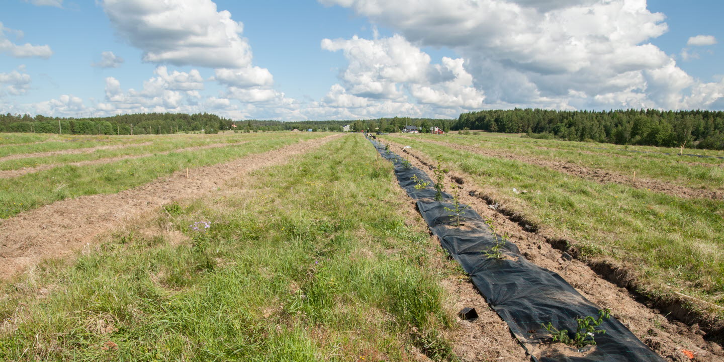 Vojen fröplantage, Graninge.