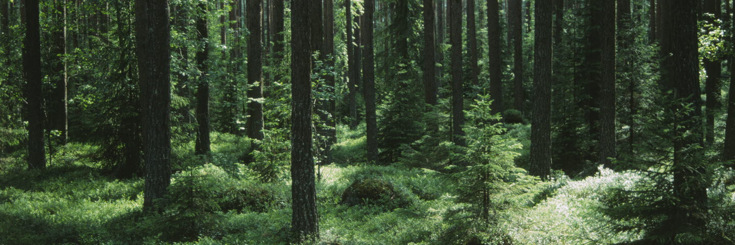 Skog