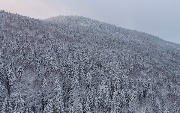 Skog 1_Pulp News film-2018-04-11-10h18m07s762.png