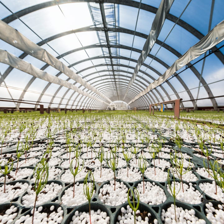Växthus Wifstmons plantskola, Wifstamon plant nursery