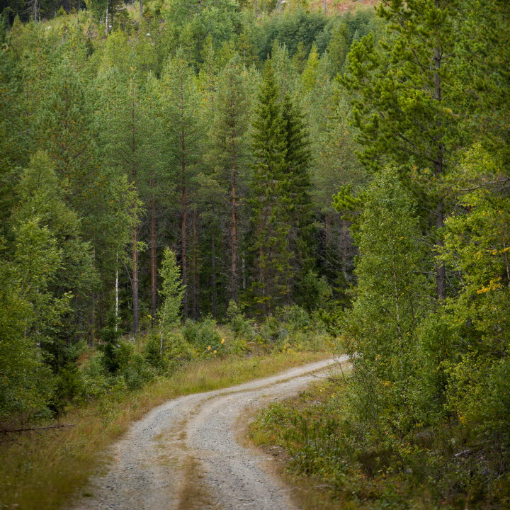 Skogsvy med skogsbilväg, forest with a forest road