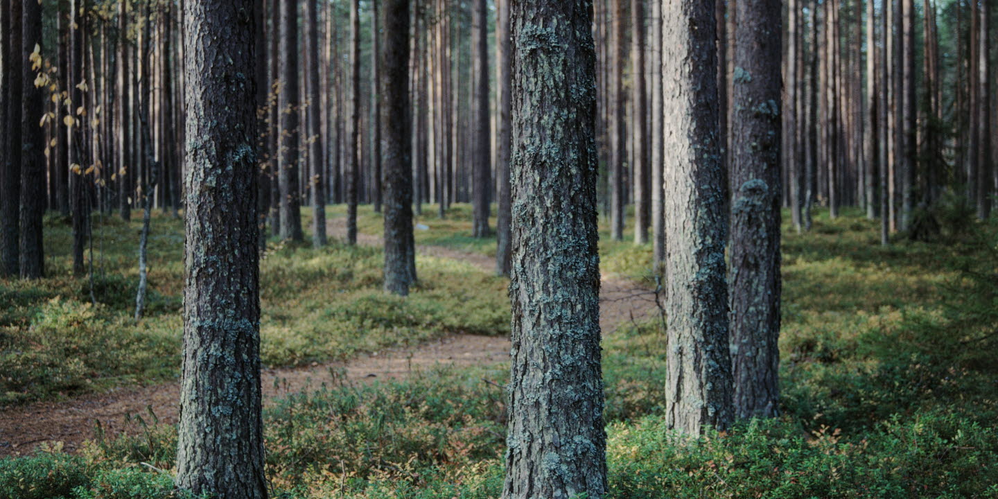 Skogsmiljö