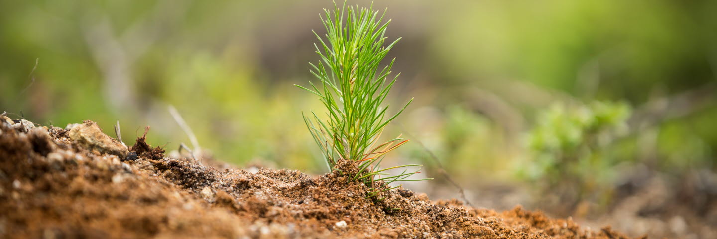 Planta planterard på hygget, seedlings in the forest