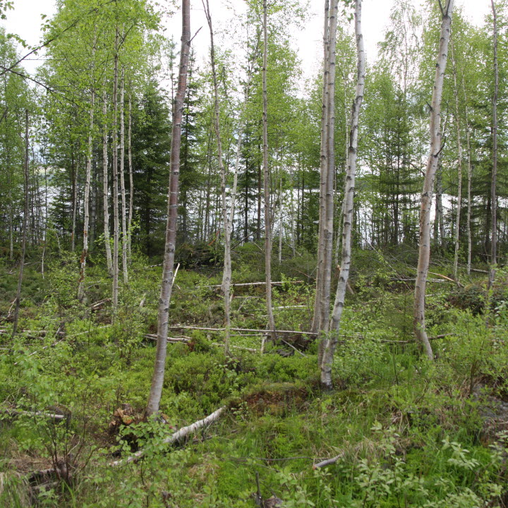 Framgallrad lövskog Tjäderbergets mångfaldspark
