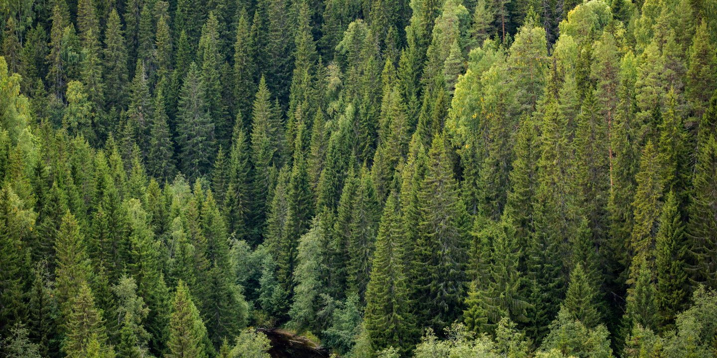 Skog med tjärn, forest with small lake