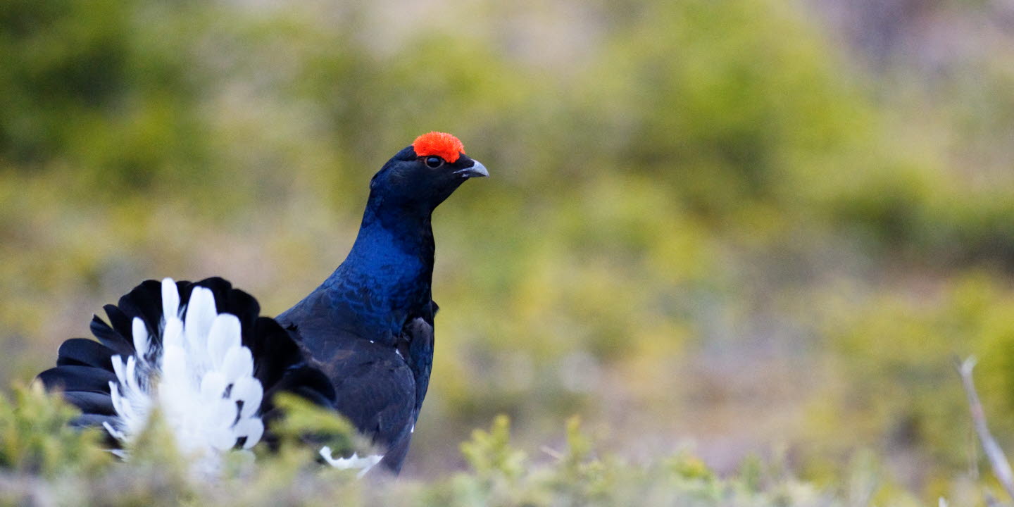 Orre i skogenBlack grouse in the forest