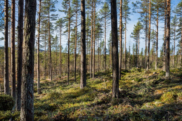 Skogsdag på tema gallring och vägar