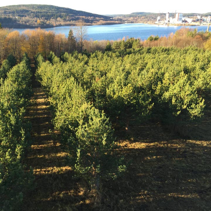 Fröplantage Söråker NorrPlant