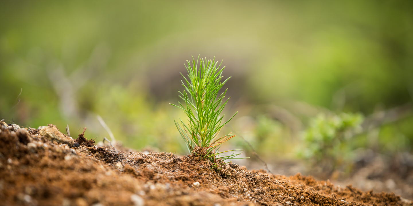 Planta planterard på hygget, seedlings in the forest