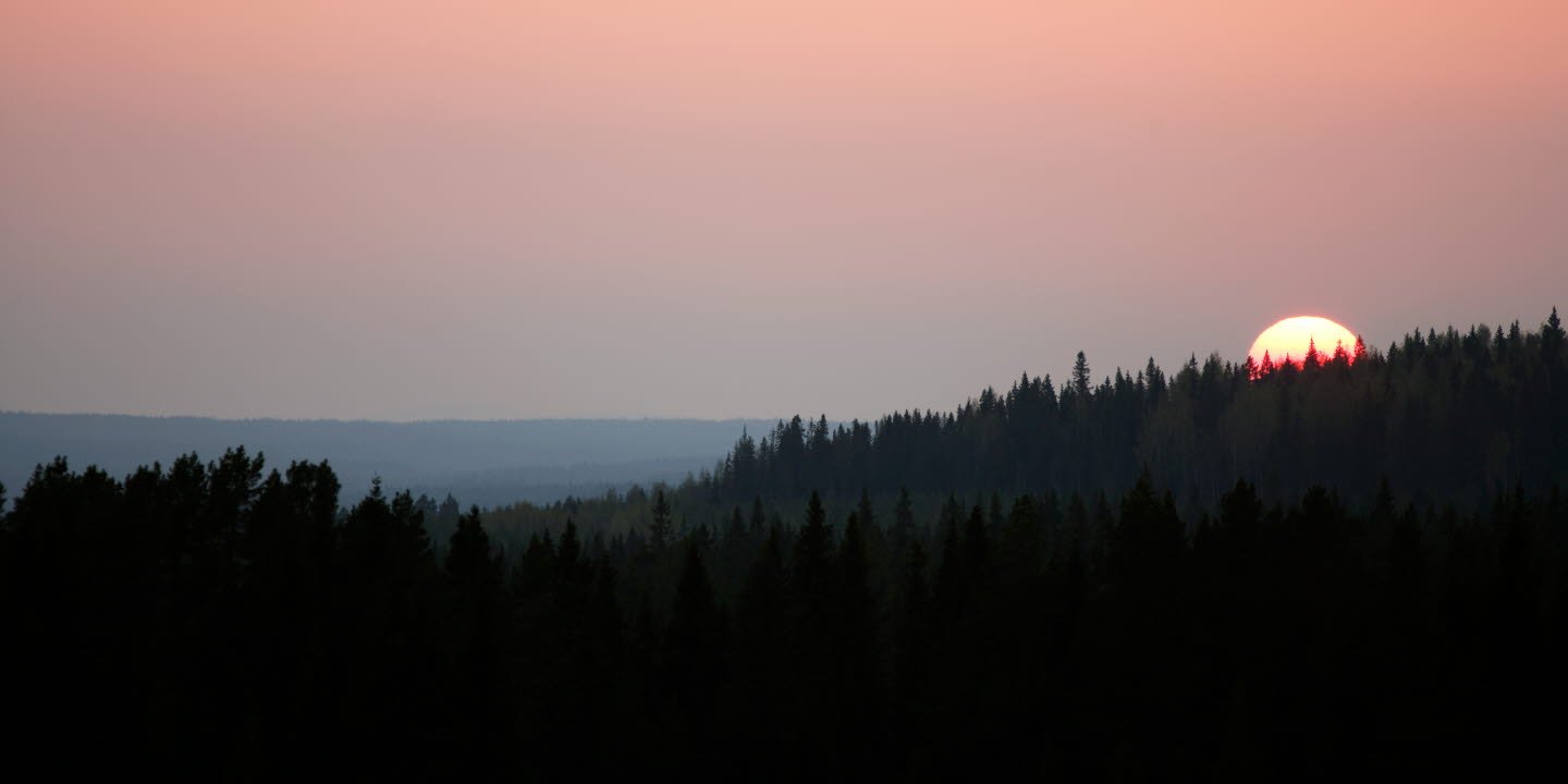 Solnedgång i skogen NorderåsenSunset in the forest Norderåsen