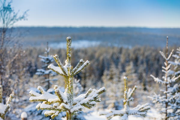 Skogskväll i Kalix