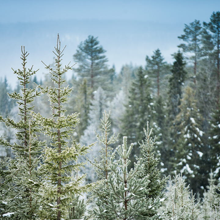 Skog på vintern, v
