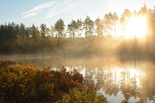 Skogskväll i Överkalix