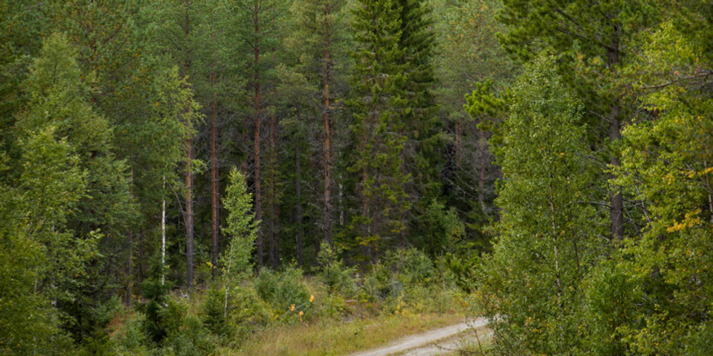 Skogsvy med skogsbilväg, forest with a forest road