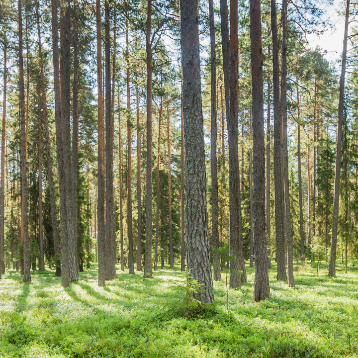 Swedish forest, SCA Skog, SCA Forest Products