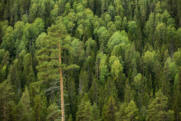 Skogsdag om multiskador i skogen - Övertorneå