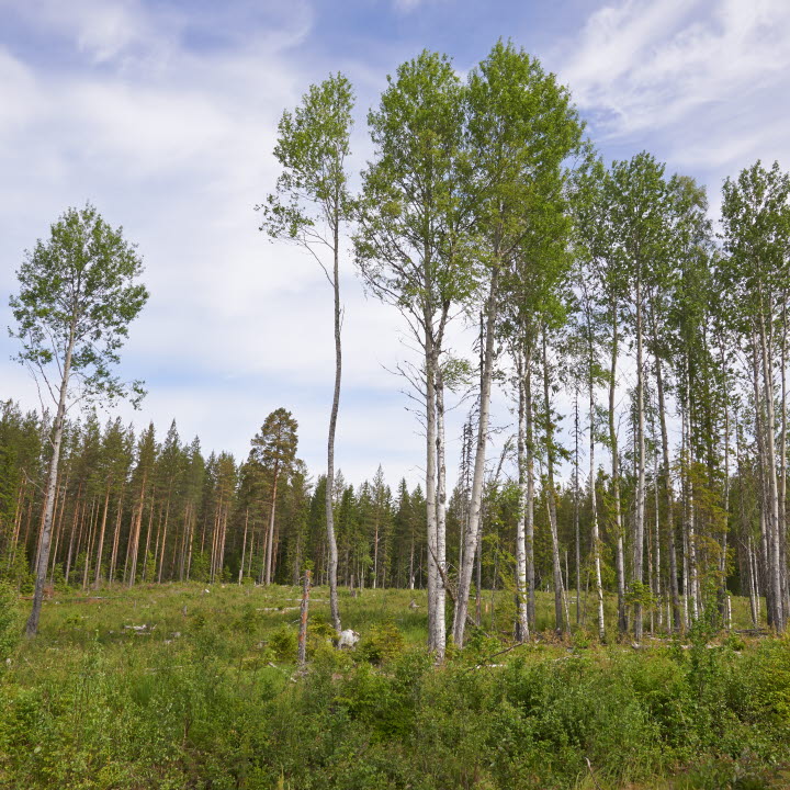 Reportage om skogsvård i Din Skog 2015.
