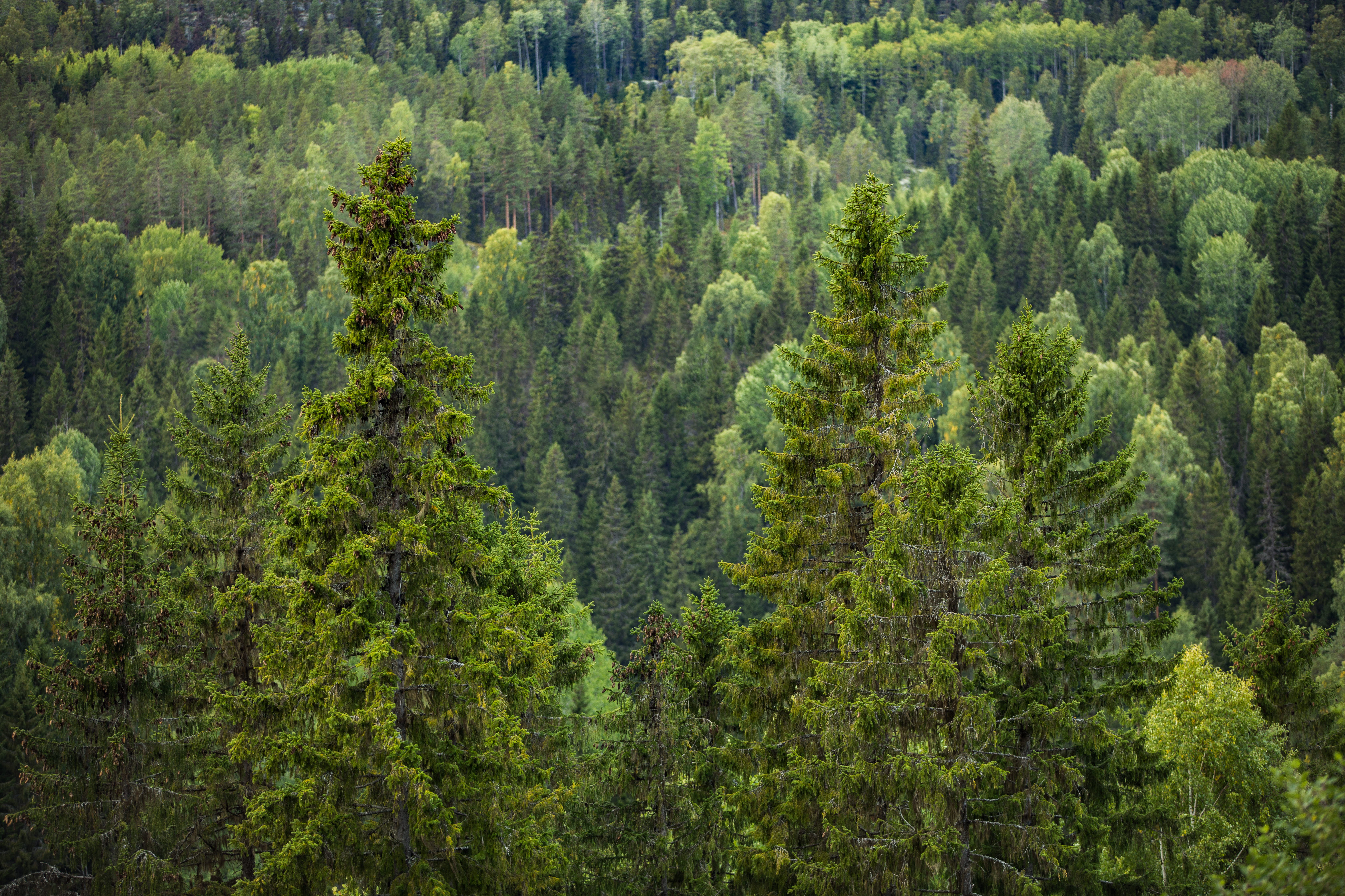 Skogsvy med stora granar, skog, granar, forest, spruces