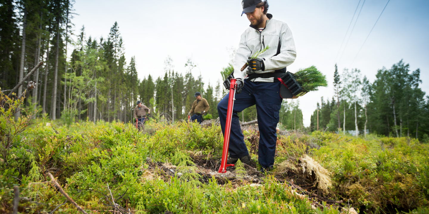 Plantör i skogen planterar plantor, planting seedlings in the forest