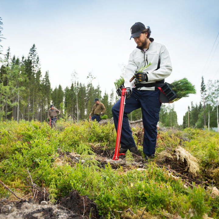Plantör i skogen planterar plantor, planting seedlings in the forest