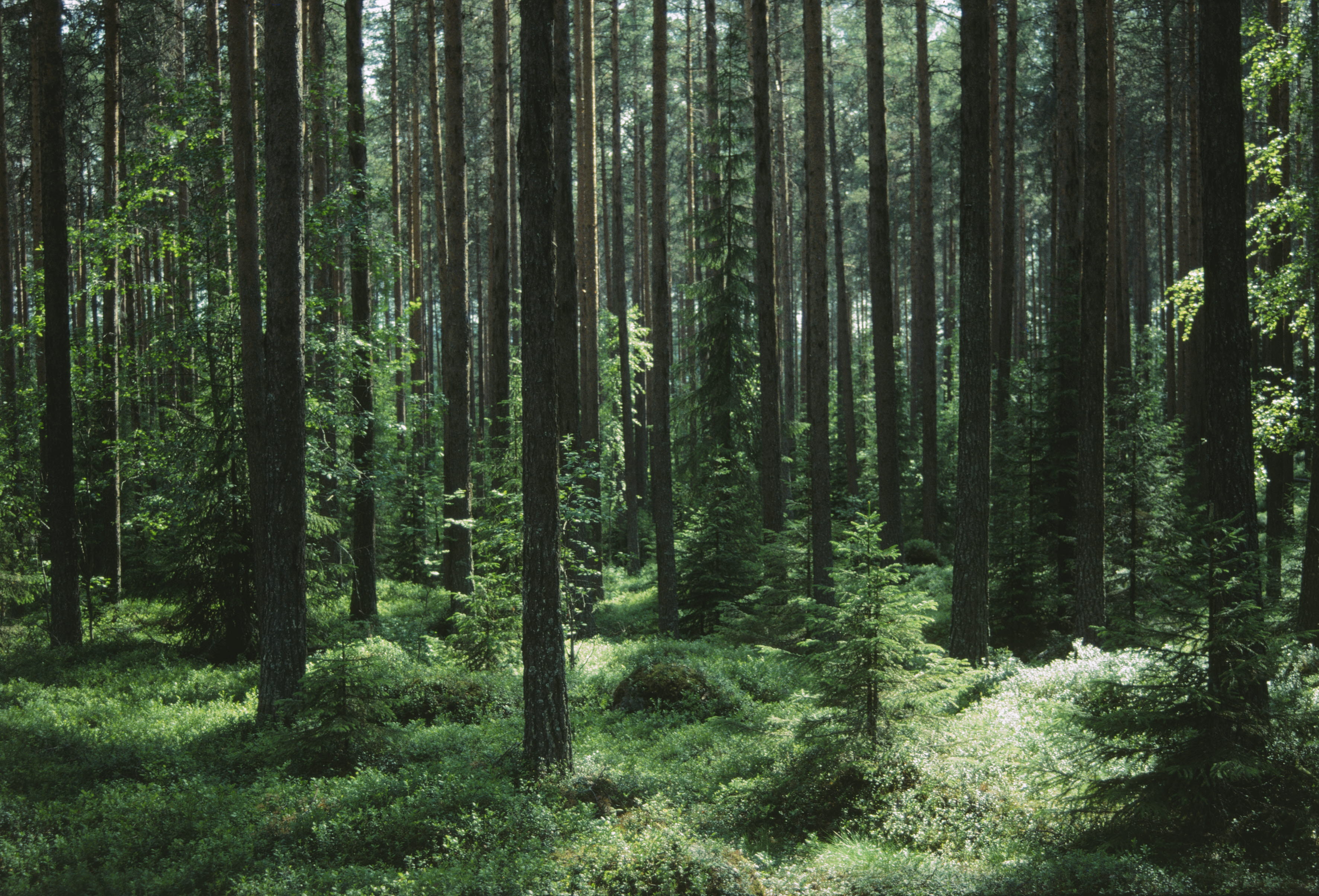 Skog