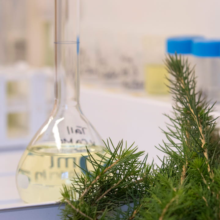 Kvalitetskontroll av plantor på NorrPlant , Quality control of seedlings att NorrPlant