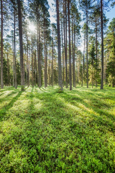 Skogsdag i Medle