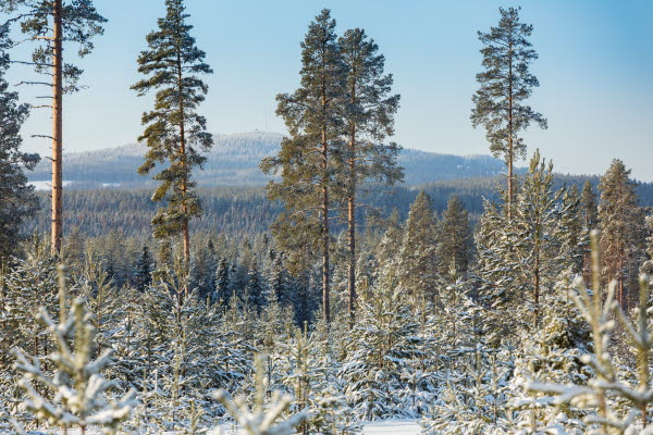 Skogskväll i Älvsbyn