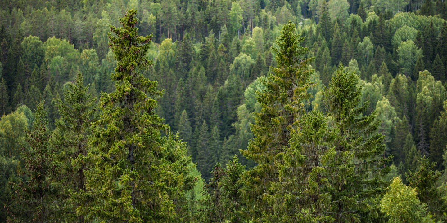Skogsvy med stora granar, skog, granar, forest, spruces