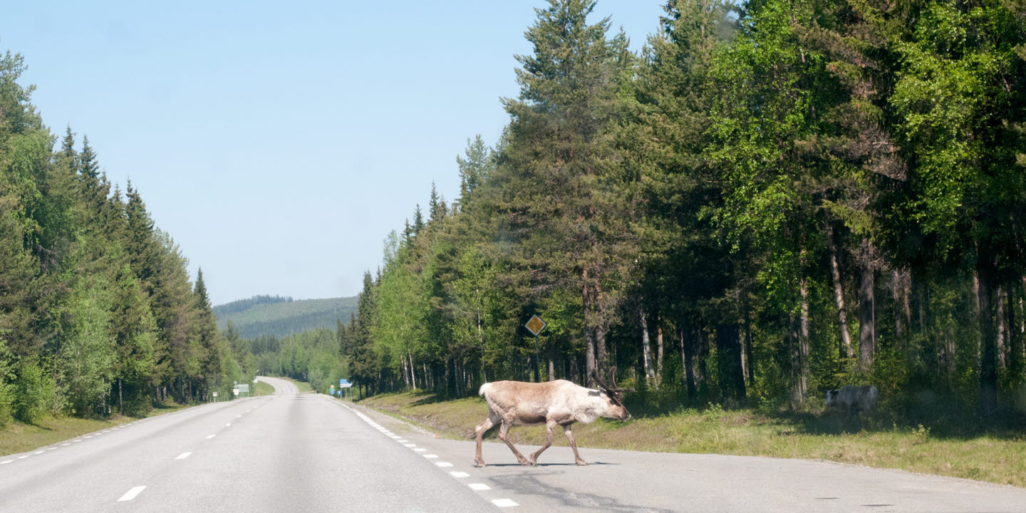 Renar i sommarmiljö. Reindeer.