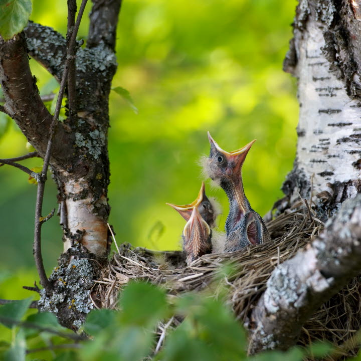 Trastungar i ett fågelboThrush kids in a bird´s nest