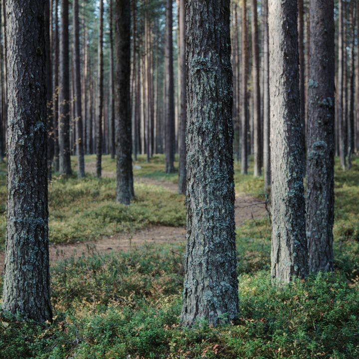 Vacker skog.