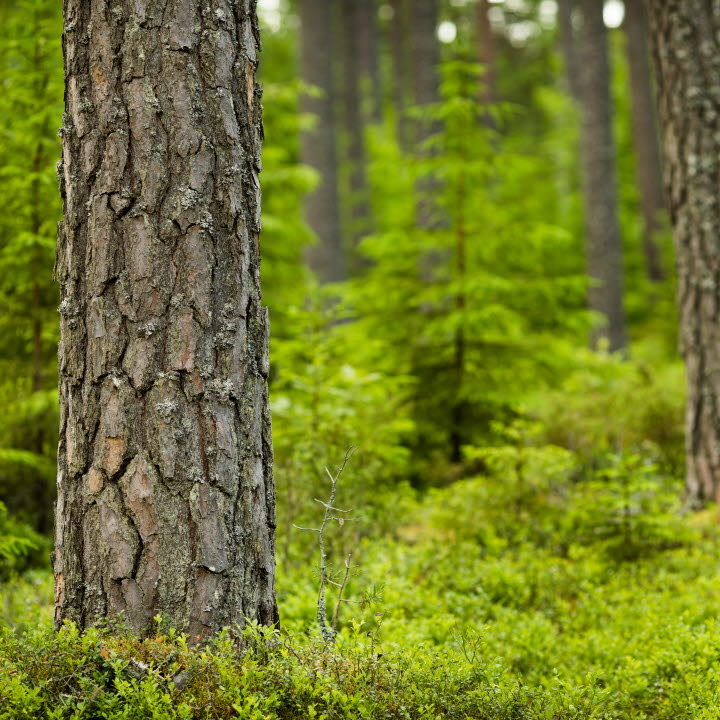 Tallstammar i skogen, Pine stems in the forest