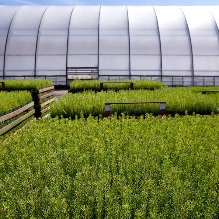 Bogrundet Forest Tree Nursery, Norrplant, SCA Skog AB.Bogrundets plantskola, Norrplant, SCA Skog AB.