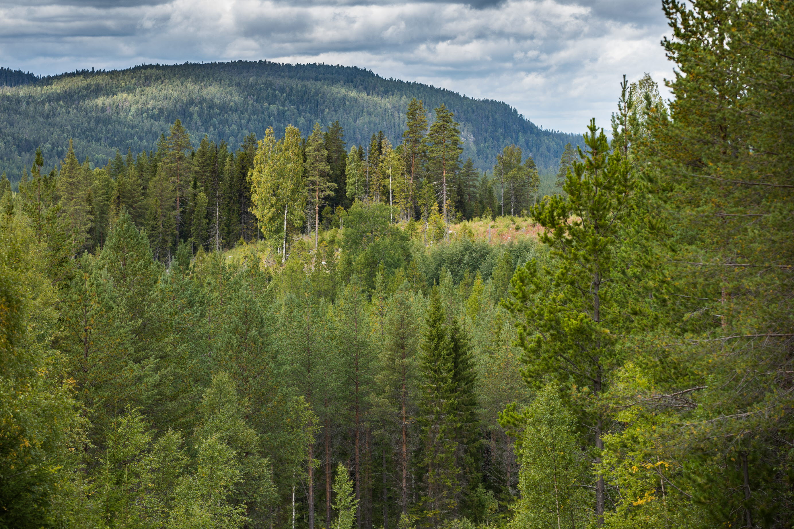 Skogsvy mot avverkat område, forest with a felling area