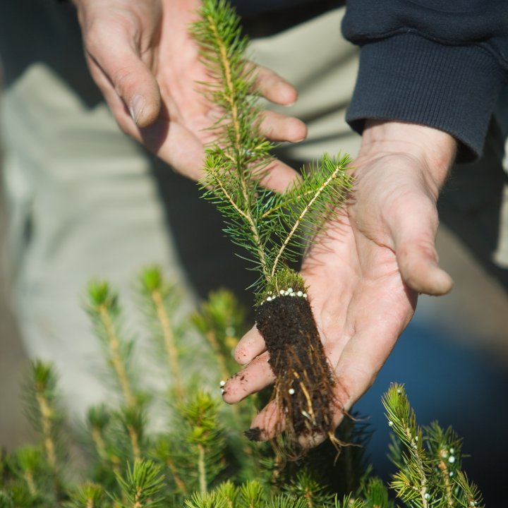 Spruce seedling. Granplanta.