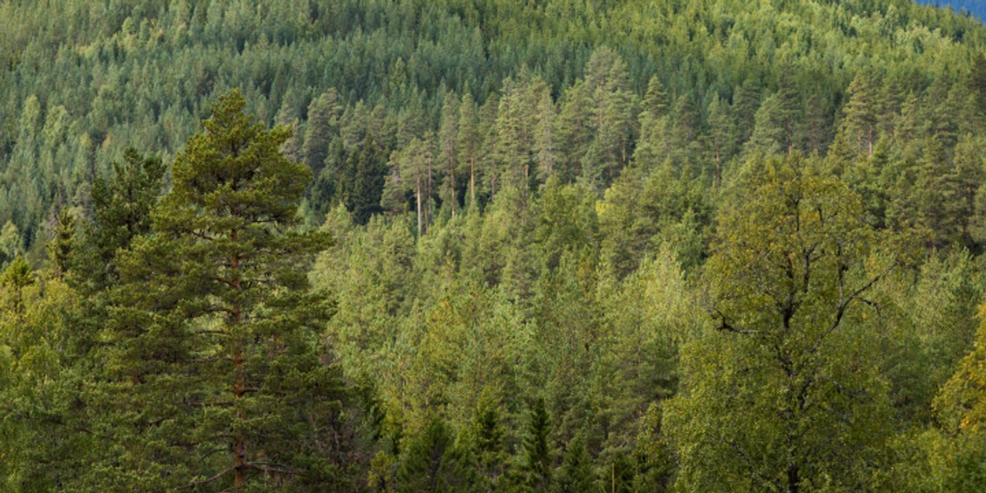 Skogsvy mot berg, forest on a mountain