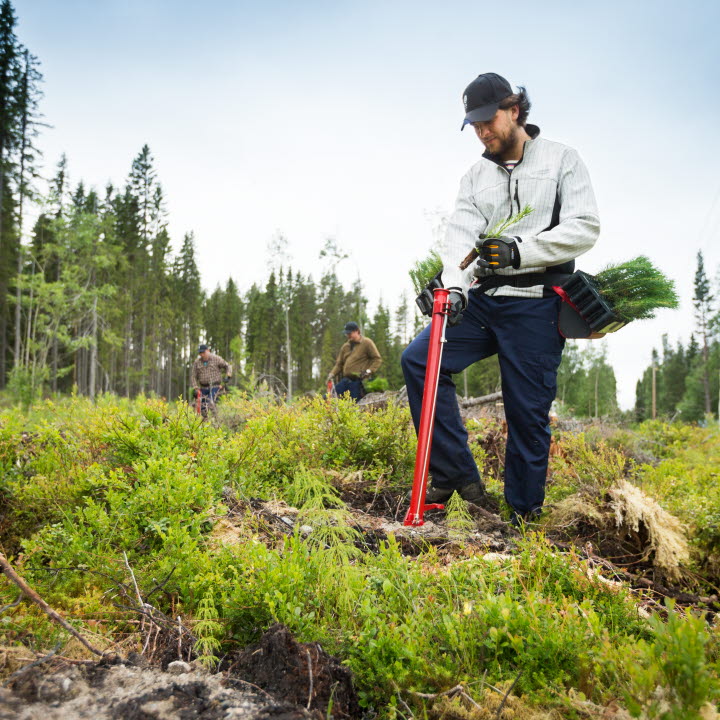 Plantör i skogen planterar plantor, planting seedlings in the forest