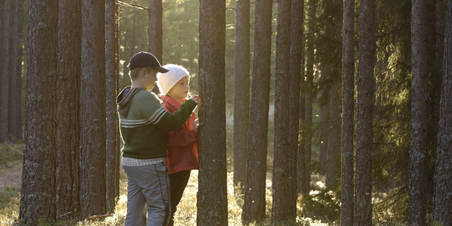 Pojke och flicka vid trädstam i skogen. Boy and girl standing by tree in the forest