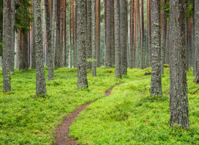 Swedish forest, SCA Skog, SCA Forest Products