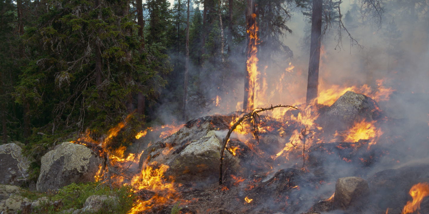 Nturvårdsbränning, brans i skogen