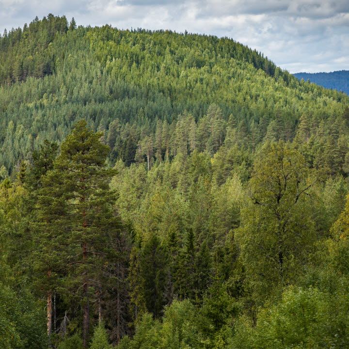 Skogsvy mot berg, forest on a mountain
