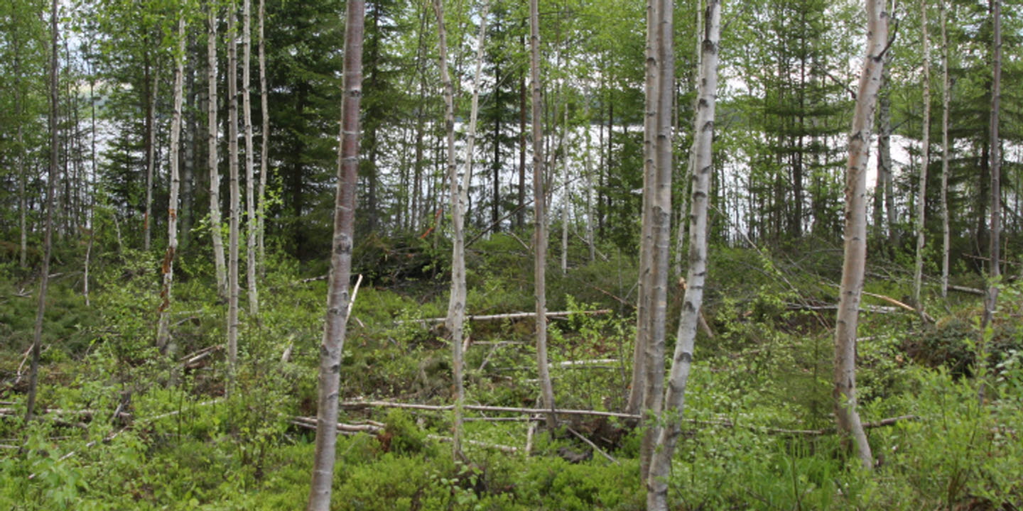 Framgallrad lövskog Tjäderbergets mångfaldspark