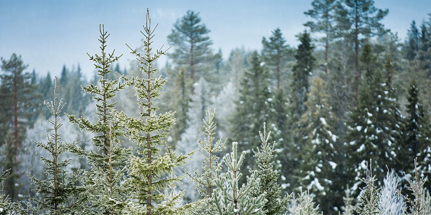 Skog på vintern, v