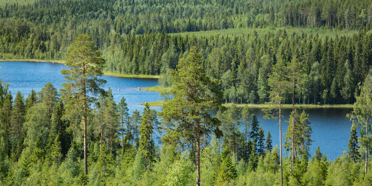 Forest service research paper