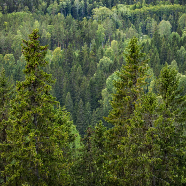 Skogsvy med stora granar, skog, granar, forest, spruces