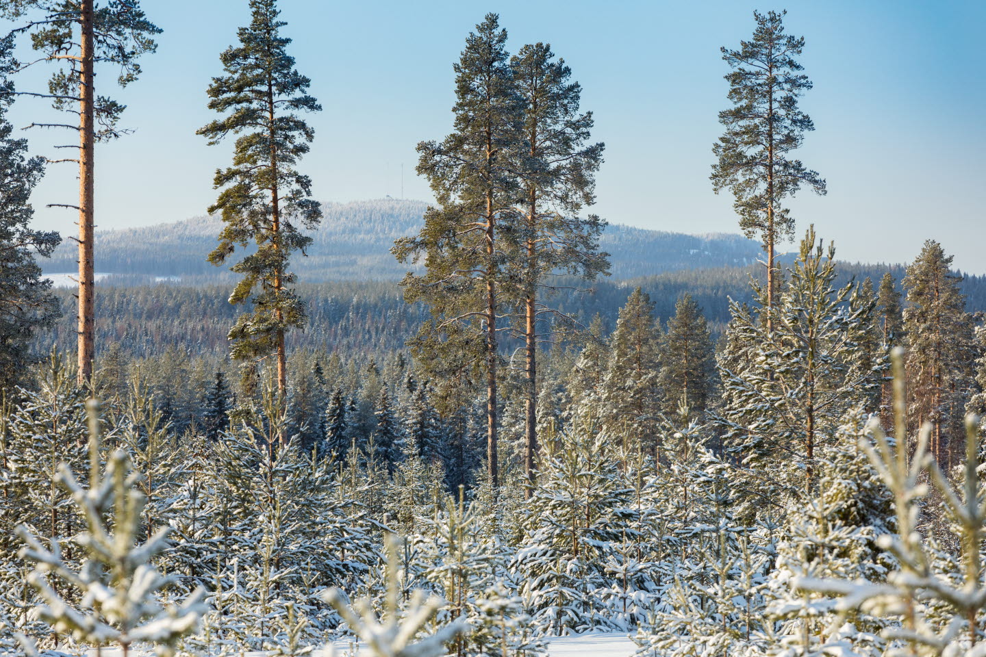 Vinter i skogen