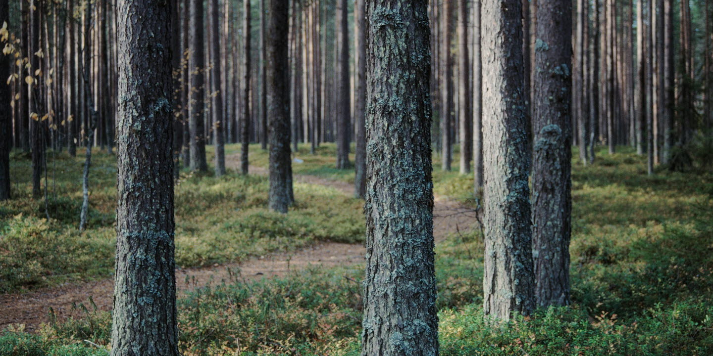 Bild avsedd att användas som startsida på PowerPointpresentationer i 16:9-format. Originalbild: Pine forest 0802_01